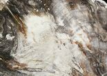 Triassic Aged Petrified Wood (Araucaria) Slice - #47412-1